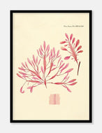 alge  |  FLORA DANICA-ILLUSTRATION - decoARTE