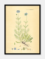kartebolle  |  FLORA DANICA-ILLUSTRATION - decoARTE