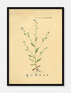 bakkeforglemmigej  |  FLORA DANICA-ILLUSTRATION - decoARTE