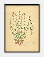 rank forglemmigej  |  FLORA DANICA-ILLUSTRATION - decoARTE