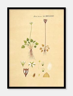 leverurt  |  FLORA DANICA-ILLUSTRATION - decoARTE