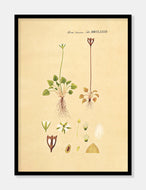 leverurt  |  FLORA DANICA-ILLUSTRATION - decoARTE