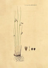 Indlæs billede til gallerivisning siv  |  FLORA DANICA-ILLUSTRATION - decoARTE
