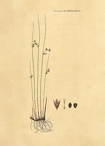 siv  |  FLORA DANICA-ILLUSTRATION - decoARTE