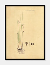 Indlæs billede til gallerivisning siv  |  FLORA DANICA-ILLUSTRATION - decoARTE
