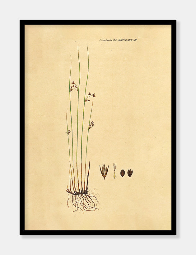 siv  |  FLORA DANICA-ILLUSTRATION - decoARTE