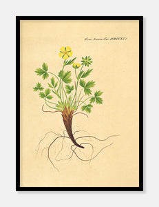 potentil  |  FLORA DANICA-ILLUSTRATION - decoARTE