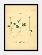 laplandsranunkel  |  FLORA DANICA-ILLUSTRATION - decoARTE