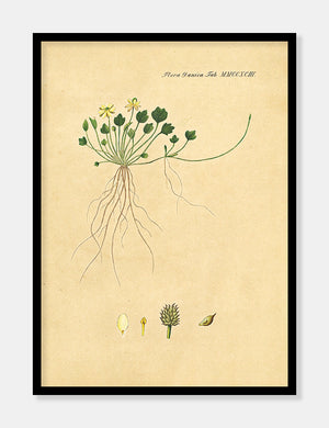 ranunkel  |  FLORA DANICA-ILLUSTRATION - decoARTE