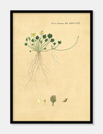 ranunkel  |  FLORA DANICA-ILLUSTRATION - decoARTE