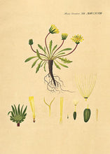 Indlæs billede til gallerivisning mælkebøtte  |  FLORA DANICA-ILLUSTRATION - decoARTE
