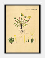 mælkebøtte  |  FLORA DANICA-ILLUSTRATION - decoARTE