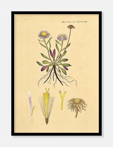 bakkestjerne  |  FLORA DANICA-ILLUSTRATION - decoARTE