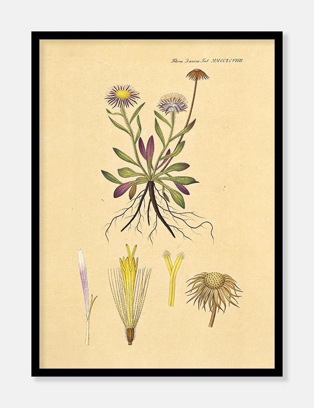 bakkestjerne  |  FLORA DANICA-ILLUSTRATION - decoARTE