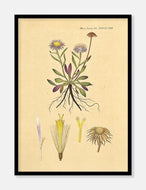 bakkestjerne  |  FLORA DANICA-ILLUSTRATION - decoARTE