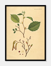 Indlæs billede til gallerivisning rødel  |  FLORA DANICA-ILLUSTRATION - decoARTE

