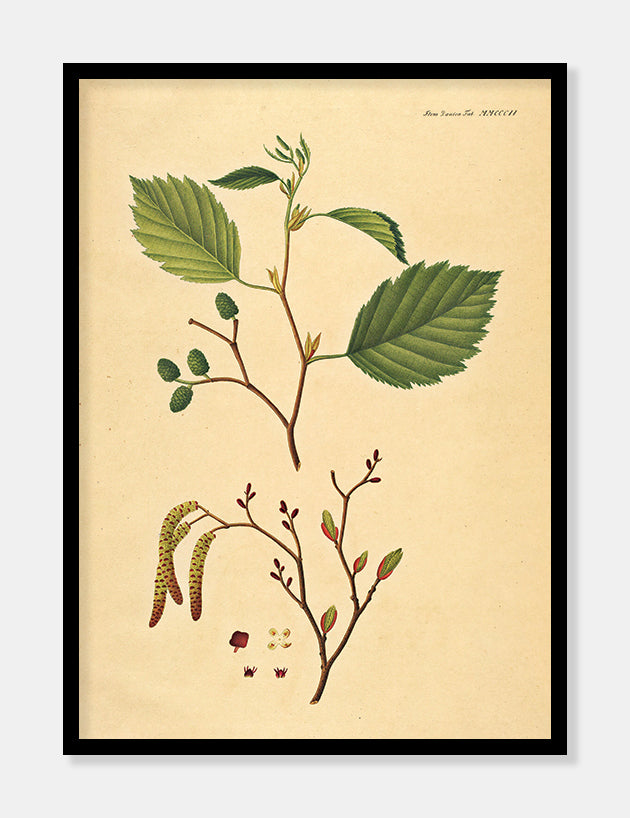 rødel  |  FLORA DANICA-ILLUSTRATION - decoARTE