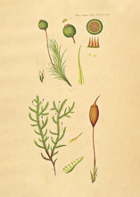 Indlæs billede til gallerivisning kuglekapsel  |  FLORA DANICA-ILLUSTRATION - decoARTE
