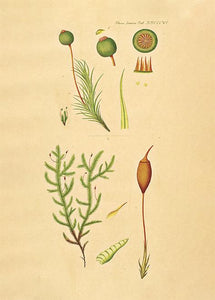 kuglekapsel  |  FLORA DANICA-ILLUSTRATION - decoARTE