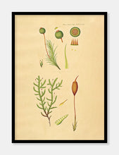 Indlæs billede til gallerivisning kuglekapsel  |  FLORA DANICA-ILLUSTRATION - decoARTE
