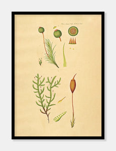 kuglekapsel  |  FLORA DANICA-ILLUSTRATION - decoARTE