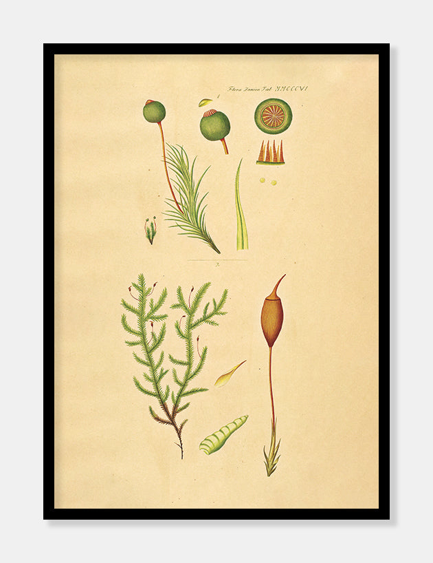 kuglekapsel  |  FLORA DANICA-ILLUSTRATION - decoARTE
