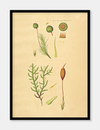 kuglekapsel  |  FLORA DANICA-ILLUSTRATION - decoARTE