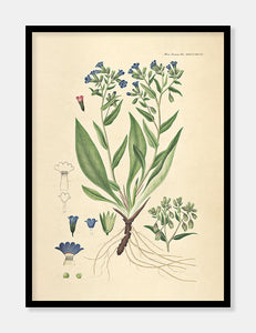 lungeurt  |  FLORA DANICA-ILLUSTRATION - decoARTE
