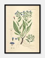 lungeurt  |  FLORA DANICA-ILLUSTRATION - decoARTE