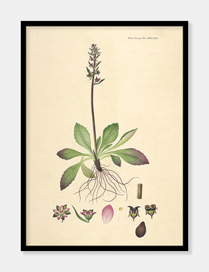 stenbræk  |  FLORA DANICA-ILLUSTRATION - decoARTE