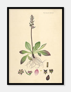 stenbræk  |  FLORA DANICA-ILLUSTRATION - decoARTE