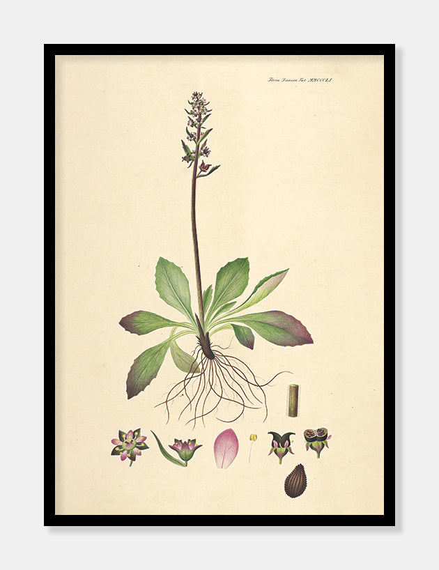 stenbræk  |  FLORA DANICA-ILLUSTRATION - decoARTE