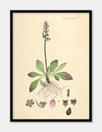 stenbræk  |  FLORA DANICA-ILLUSTRATION - decoARTE
