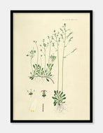 stenbræk  |  FLORA DANICA-ILLUSTRATION - decoARTE