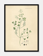 jordrøg  |  FLORA DANICA-ILLUSTRATION - decoARTE