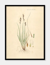Indlæs billede til gallerivisning star  |  FLORA DANICA-ILLUSTRATION - decoARTE
