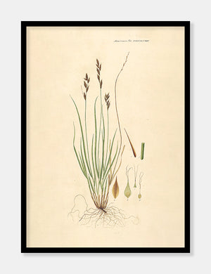star  |  FLORA DANICA-ILLUSTRATION - decoARTE