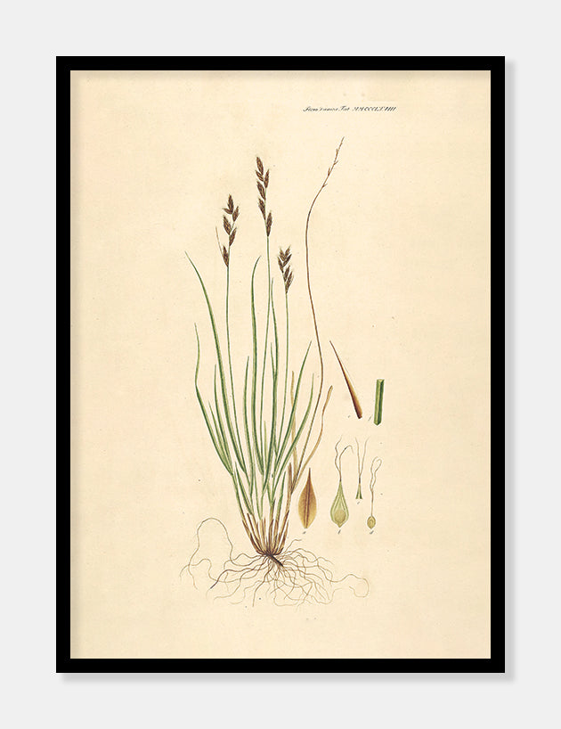 star  |  FLORA DANICA-ILLUSTRATION - decoARTE