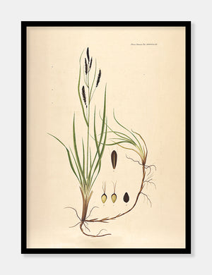 star  |  FLORA DANICA-ILLUSTRATION - decoARTE