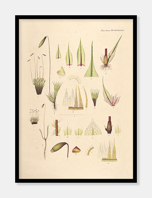 sølvbryum  |  FLORA DANICA-ILLUSTRATION - decoARTE