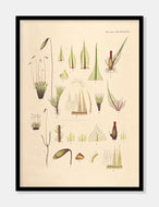 sølvbryum  |  FLORA DANICA-ILLUSTRATION - decoARTE