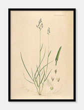 Indlæs billede til gallerivisning rapgræs  |  FLORA DANICA-ILLUSTRATION - decoARTE
