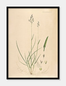 rapgræs  |  FLORA DANICA-ILLUSTRATION - decoARTE