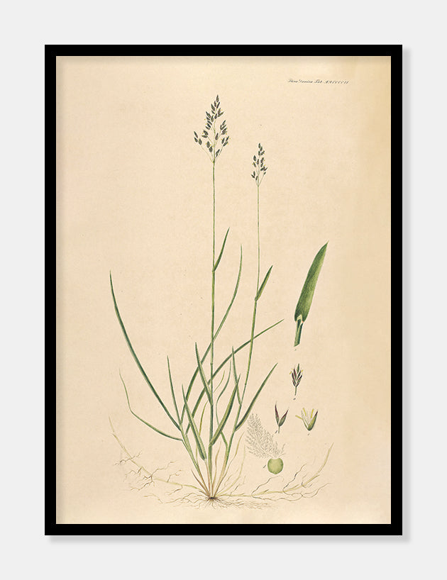 rapgræs  |  FLORA DANICA-ILLUSTRATION - decoARTE