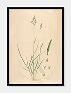 rapgræs  |  FLORA DANICA-ILLUSTRATION - decoARTE
