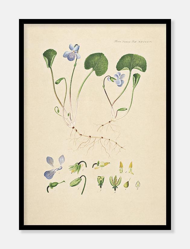 dværgviol  |  FLORA DANICA-ILLUSTRATION - decoARTE