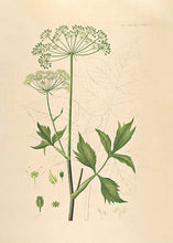 Indlæs billede til gallerivisning kvan  |  FLORA DANICA-ILLUSTRATION - decoARTE
