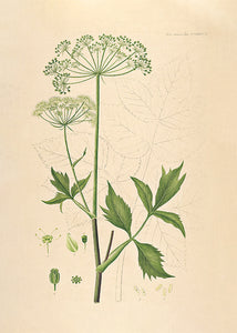 10 Flora Danica kort