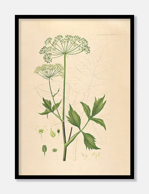 kvan  |  FLORA DANICA-ILLUSTRATION - decoARTE