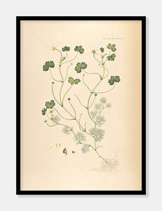 vandranunkel  |  FLORA DANICA-ILLUSTRATION - decoARTE